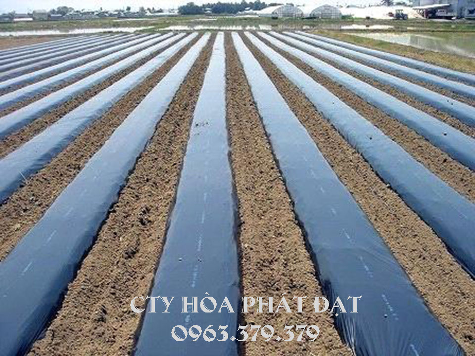 Hình ảnh : màng phủ nông nghiệp, bạt phủ che cỏ dại Hòa Phát Đạt